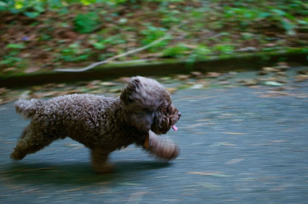 Brown dog running fast quick loans online